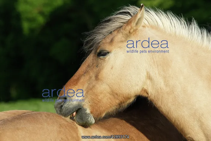 : Henson's horse : Henson's horse