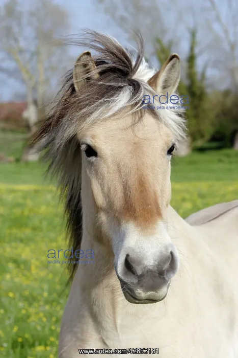  : Henson's horse