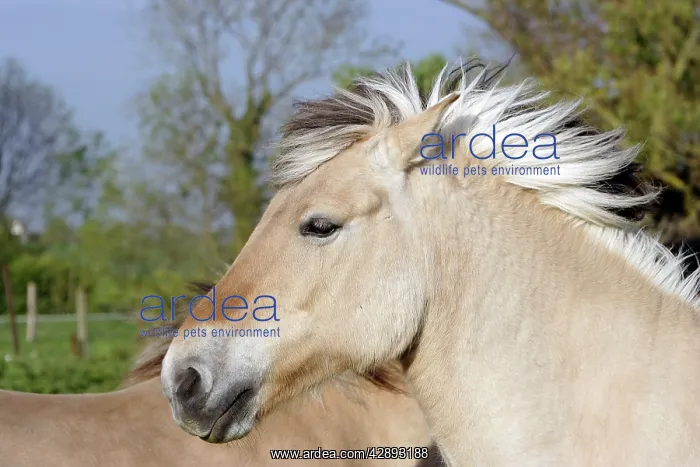 : Henson's horse : Henson's horse
