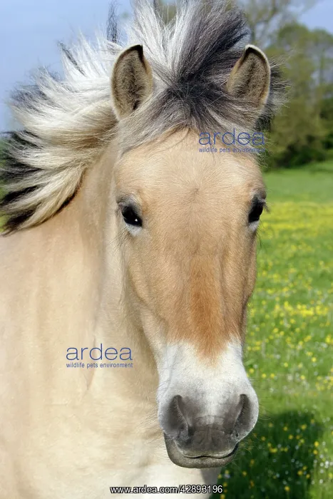: Henson's horse : Henson's horse