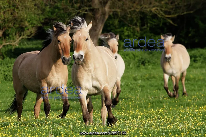 : Henson's horse - Cross x Fjord : Henson's horse - Cross x Fjord