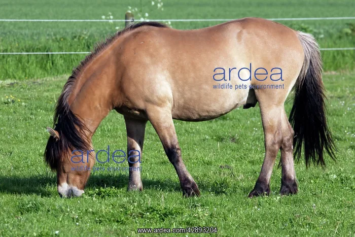 : Henson's horse - grazing : Henson's horse - grazing