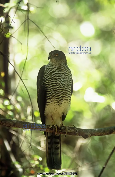  : Henst's GOSHAWK