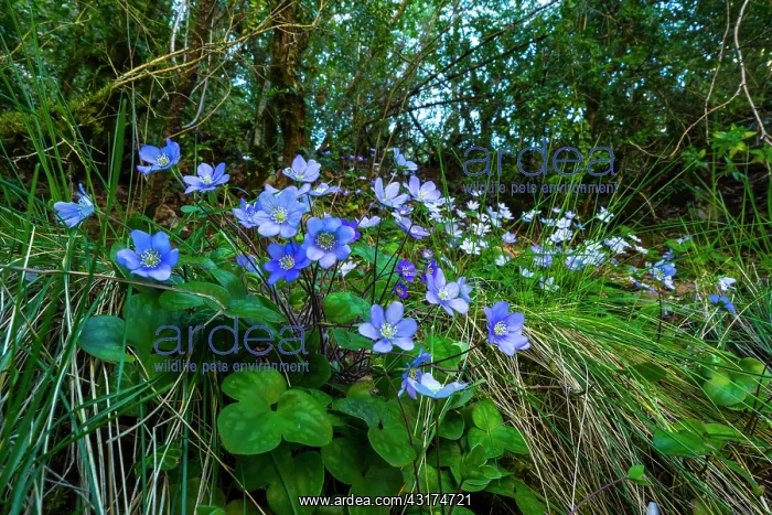 : HEP aTICA (Hepatica nobilis), Foz de Arbay n, Salazar : HEP aTICA (Hepatica nobilis), Foz de Arbay n, Salazar