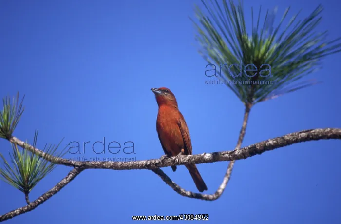 : Hepatic Tanager : Hepatic Tanager