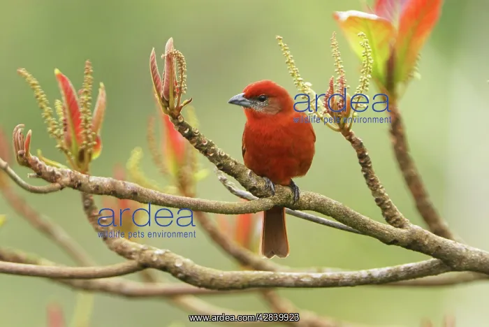 : Hepatic Tanager - male : Hepatic Tanager - male