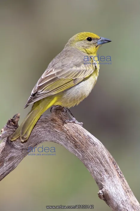 : Hepatic Tanager (Piranga flava) female : Hepatic Tanager (Piranga flava) female