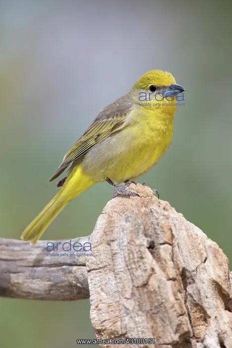 : Hepatic Tanager (Piranga flava) female : Hepatic Tanager (Piranga flava) female