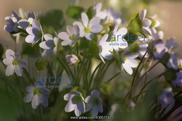 : Hepatica, Hepatica nobilis : Hepatica, Hepatica nobilis