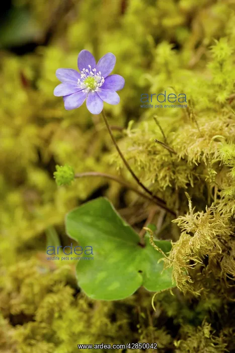  : Hepatica - in flower in mossy woodland