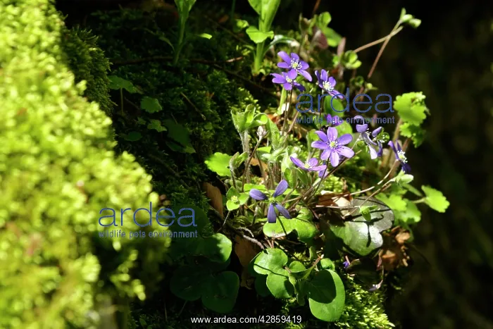 : Hepatica - growing in a niche of a moss-covered rock : Hepatica - growing in a niche of a moss-covered rock