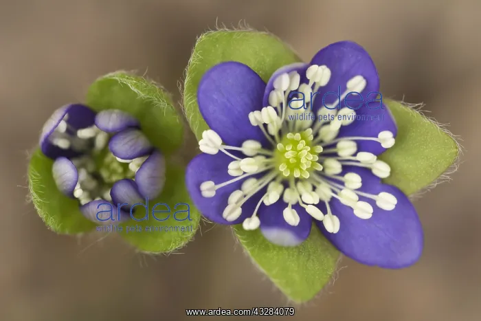 : Hepatica, Hepatica nobilis, Purple subject : Hepatica, Hepatica nobilis, Purple subject