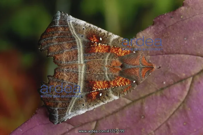 : Herald Moth : Herald Moth