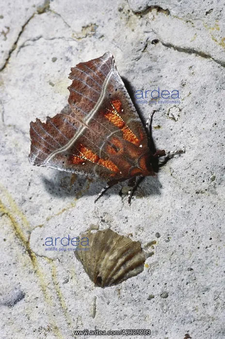 : Herald Moth and Fossil : Herald Moth and Fossil