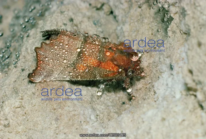 : Herald Moth - hibernating in cave, covered in condensation : Herald Moth - hibernating in cave, covered in condensation