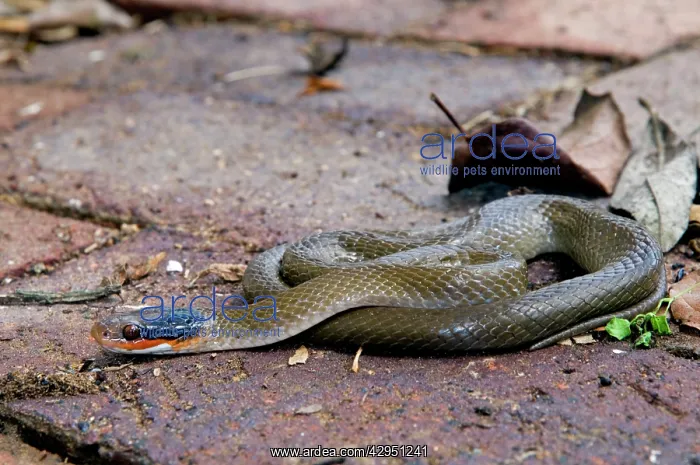 : Herald Snake / Red-lipped Snake : Herald Snake / Red-lipped Snake