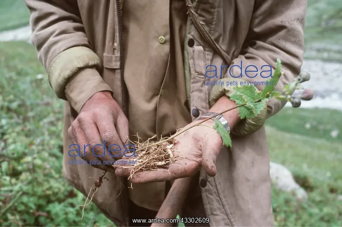 : HERB COLLECTOR - with Roots of Patis (Aconitum : HERB COLLECTOR - with Roots of Patis (Aconitum