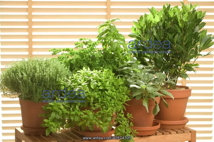 : Herb - being grown in pots, Thyme, Basil, Parsley : Herb - being grown in pots, Thyme, Basil, Parsley