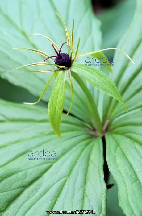  : Herb-Paris