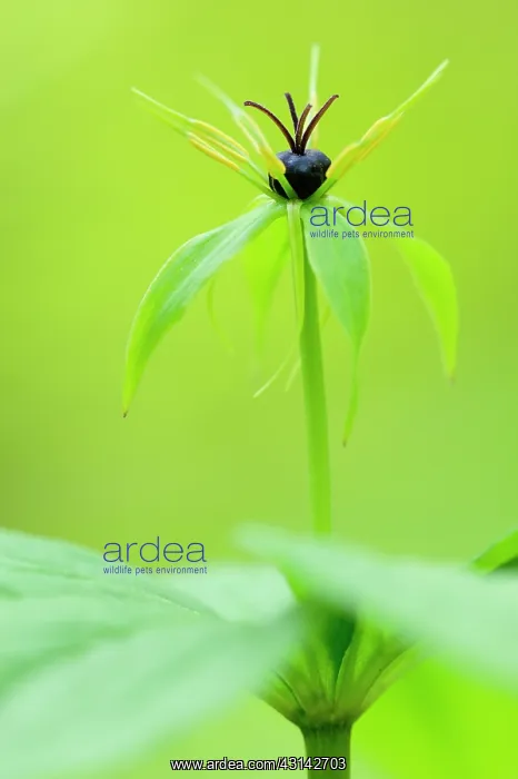 : Herb Paris : Herb Paris