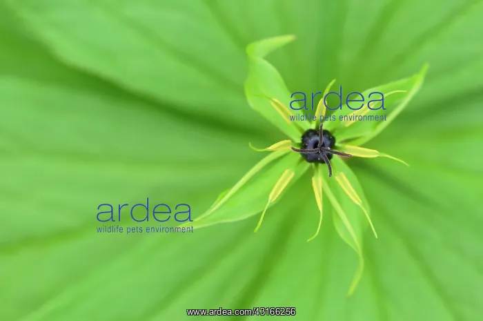 : Herb Paris : Herb Paris