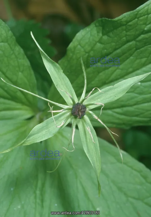  : Herb Paris - Flower close-up