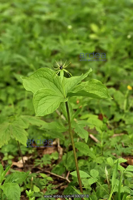 : Herb Paris (Paris quadrifolia). Allindelille Fredskov : Herb Paris (Paris quadrifolia). Allindelille Fredskov