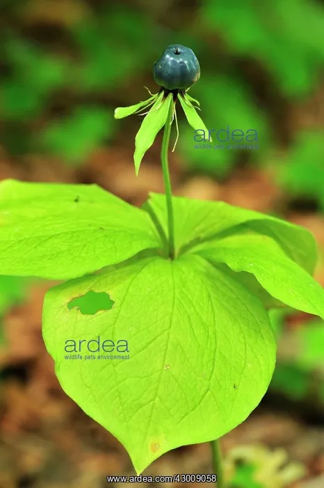 : Herb Paris True Lover's Knot : Herb Paris True Lover's Knot