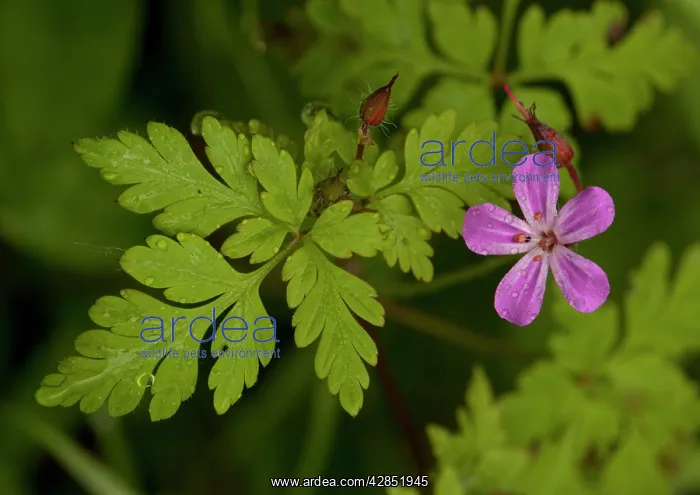  : Herb Robert