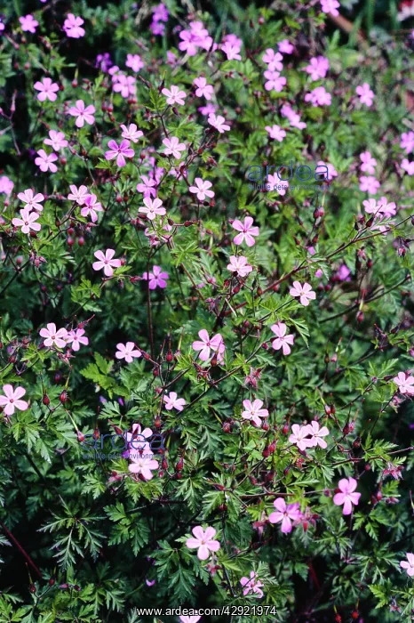  : Herb-robert