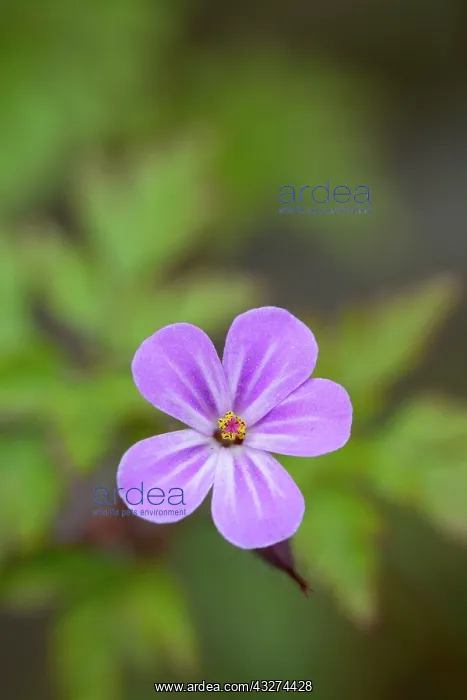 : Herb Robert : Herb Robert