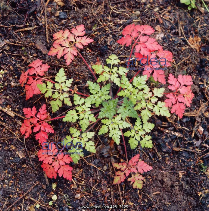 : HERB Robert - in autumn : HERB Robert - in autumn