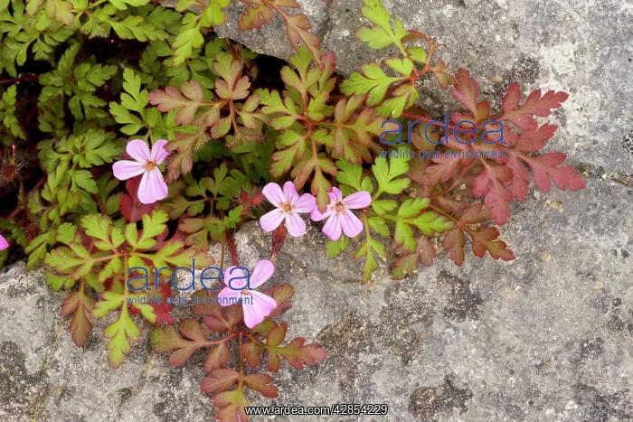 : Herb Robert - growing in a crevice in limestone pavement : Herb Robert - growing in a crevice in limestone pavement