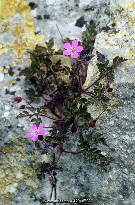 : HERB ROBERT - growing through Limestone rock : HERB ROBERT - growing through Limestone rock