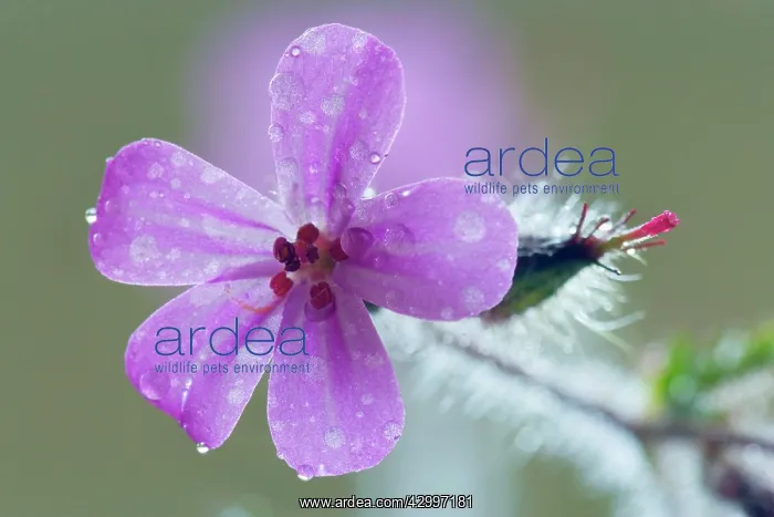 : Herb Robert / Robert Geranium / Stinky Bob / Red : Herb Robert / Robert Geranium / Stinky Bob / Red