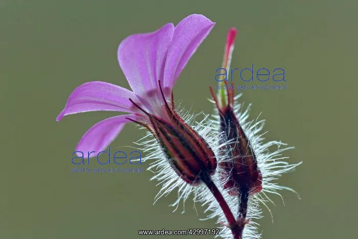 : Herb Robert / Robert Geranium / Stinky Bob / Red : Herb Robert / Robert Geranium / Stinky Bob / Red