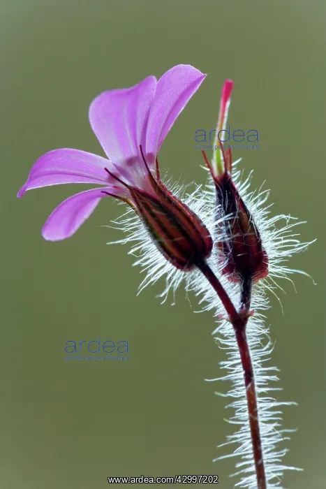 : Herb Robert / Robert Geranium / Stinky Bob / Red : Herb Robert / Robert Geranium / Stinky Bob / Red