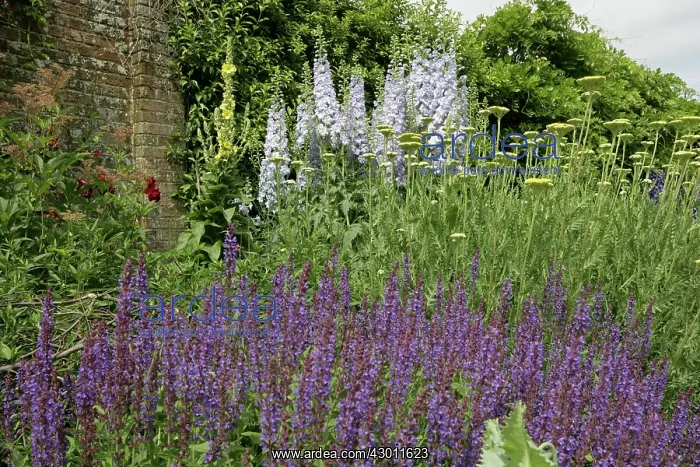 : Herbaceous Borders Waterperry Gardens, (the former : Herbaceous Borders Waterperry Gardens, (the former