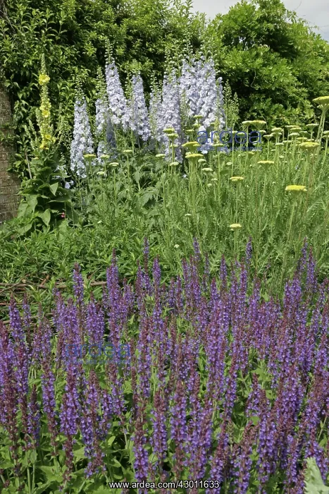 : Herbaceous Borders Waterperry Gardens, (the former : Herbaceous Borders Waterperry Gardens, (the former