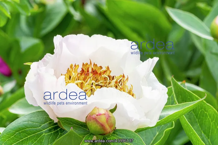 : Herbaceous peony, Paeonia lactiflora Chalice, flower : Herbaceous peony, Paeonia lactiflora Chalice, flower