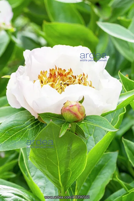 : Herbaceous peony, Paeonia lactiflora Chalice, flower : Herbaceous peony, Paeonia lactiflora Chalice, flower