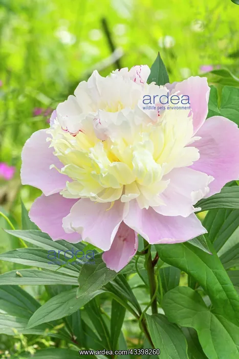 : Herbaceous peony, Paeonia lactiflora Jeanne d'Arc, flower : Herbaceous peony, Paeonia lactiflora Jeanne d'Arc, flower
