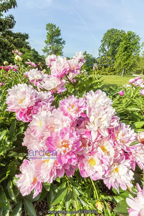 : Herbaceous peony, Paeonia lactiflora Monsieur Jules : Herbaceous peony, Paeonia lactiflora Monsieur Jules