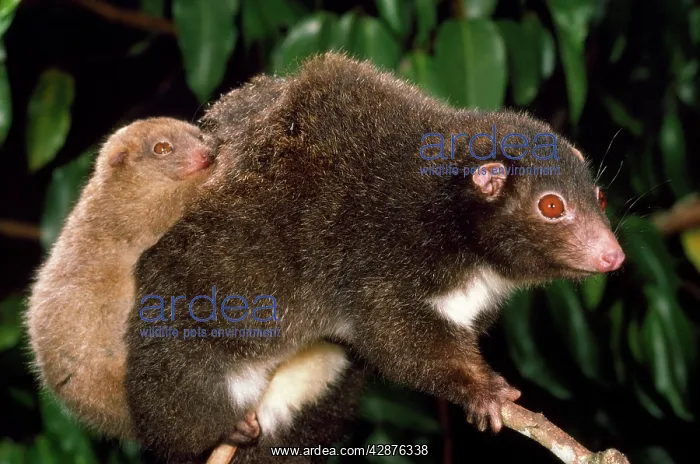 : Herbert River Ringtail Possum - mother & young : Herbert River Ringtail Possum - mother & young