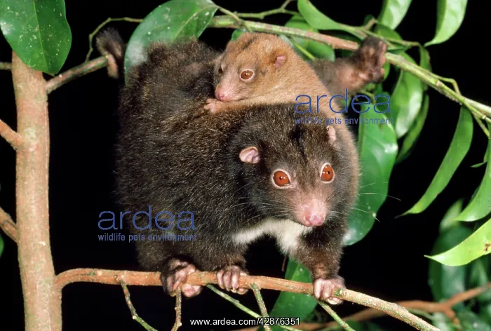 : Herbert River Ringtail Possum - mother & young : Herbert River Ringtail Possum - mother & young