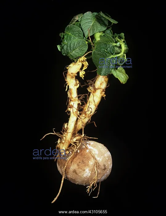 : Herbicide damage to potato sprout : Herbicide damage to potato sprout