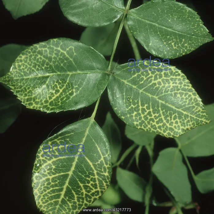 : Herbicide damage to rose leaf : Herbicide damage to rose leaf