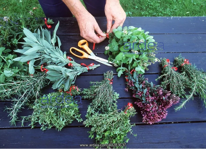 : HERBS & HANDS ARRANGING - Being bunched by gardener : HERBS & HANDS ARRANGING - Being bunched by gardener