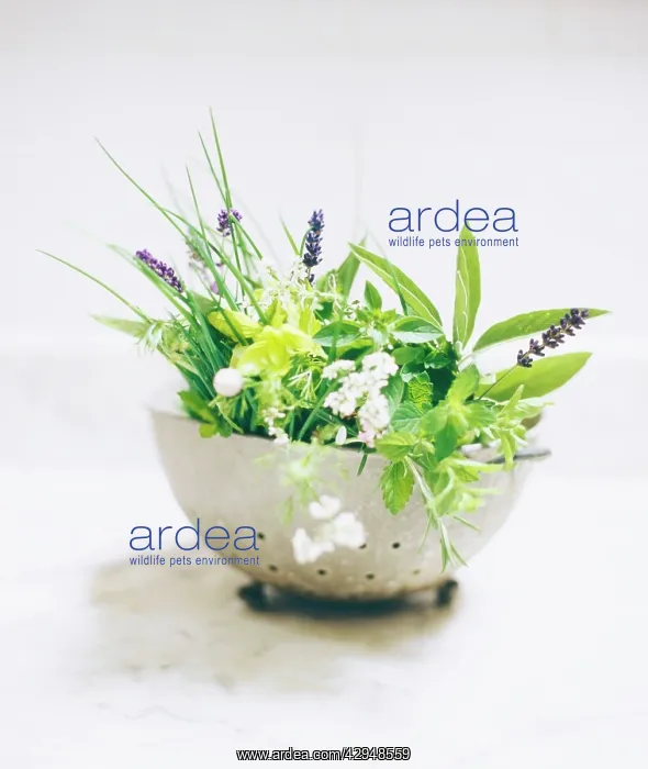 : Herbs in metal colander : Herbs in metal colander