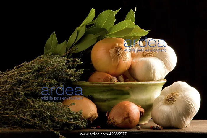 : Herbs & Vegetables in bowl - bay leaves, garlic : Herbs & Vegetables in bowl - bay leaves, garlic